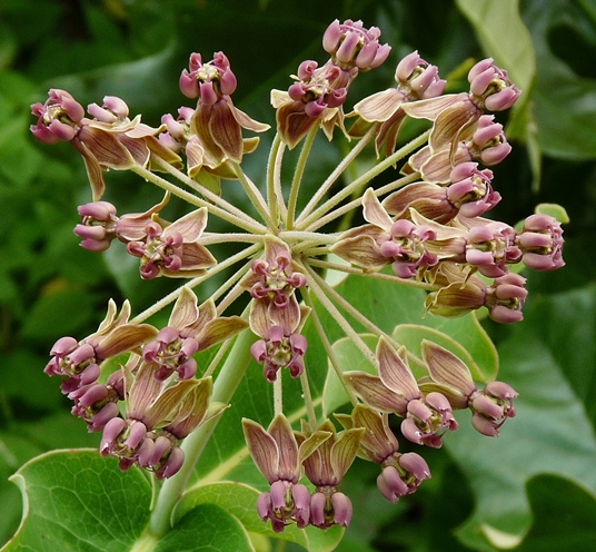 {Asclepias amplexicaulis}